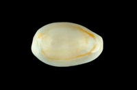 藏品(金環寶螺)的圖片